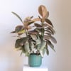 Fresh and statement making, this Variegated Rubber Tree features broad, glossy leaves