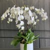 Simply just orchids, with touch of curly willows and moss in a
