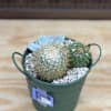 2 Cacti and a Succulent planted in a 4" bucket. 