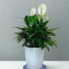 Also known as the "peace lily," the serene Spathiphyllum plant is a