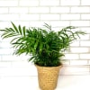 Palm plants are easy care house plants. It will be hand delivered