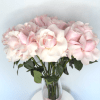 Baby Pink Cotton Candy Roses is a soft and elegant arrangement of