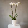 This gorgeous orchid arrangement features one plant of a double spike white