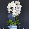Three beautiful cascading Phalaenopsis Orchids in a ceramic container

Blue accents for a