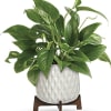 A luxurious, living gift, this gorgeous pothos plant gets a mid-century makeover