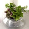 Mixed plant arrangement in a clear hand made glass bowl. 

The plants