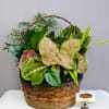 This thoughtfully designed dish garden is nestled in a natural woven basket