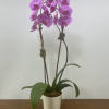 The long stems and large blooms featured in this double spike Phalaenopsis