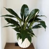 This Peace Lily, approximately 20-25 inches in height, offers timeless elegance to