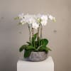 This long-lasting arrangement features a 3 plants of double spiked white mini-orchids