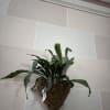 A wall hanging stag horn fern. 