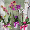 A beautiful phalaenopsis orchid in a modern planter. This will surely put