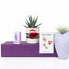 Bring some love and life into your home with our Purple Haze