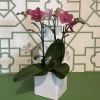 White ceramic pot filled with 3 beautiful magenta mini orchids.

*color &amp; pot