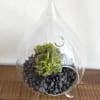 Handmade medium size terrarium. 
Venus flytrap plant. The pot is surrounded by