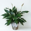 This is our medium peace lily (spathophyllium) - it comes in a
