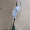 Classic White Phalaenopsis Orchid Plant. 

Variations occur in nature that we do