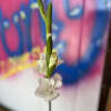 1 long stem white gladiola