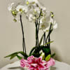 Five stems blooming butterfly orchids accented with lush roses, and rose lilies
White
