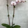 Elegant double-colored phalaenopsis orchid plant in a container. The color of the