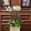 This modern double phalaenopsis orchid arrangement, also known as the Moth Orchid