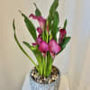 The Calla Lilly is a beautiful plant, perfect for an indoor or
