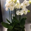 CLASSIC WHITE ORCHID PLANTER
A truly elegant gesture celebrating white orchids. Four 