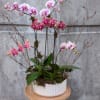Brighten someone's day with this colorful mix of phalaenopsis orchids which comes