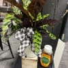 A green houseplant with a jar of honey (local when available)- Sweet!