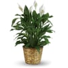 "When you want to make a big impression, sending a beautiful spathiphyllum