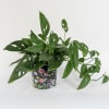 An easy care philodendron, a 6&rdquo; diameter pot and comes in the