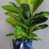 A stunning potted fiddle leaf fig plant, showcasing its large, glossy green