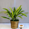 The Dracaena plant is a versatile and visually captivating addition to any