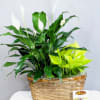 This elegant plant arrangement features the graceful beauty of a Peace Lily