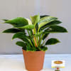 The Birkin Philodendron is a true standout, loved for its glossy deep-green
