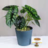 Bring home a bold touch of the tropics with this striking Alocasia