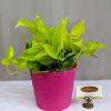 Pothos plants have heart-shaped leaves that can range in color from deep