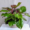 Rich, moody, and effortlessly stylish, the Burgundy Princess Philodendron is prized for