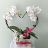 Beautiful white orchids in a heart shape. Presented in a clean white