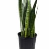 A low-maintenance snake plant known for its air-purifying qualities. Thrives in low