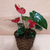 6" Anthurium plant in wicker basket cover. Beautiful red blooms. Sure to