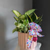 Snake plant, variegated pothos and dieffenbachia.