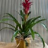 Add this colorful long lasting single flowered plant to give your home