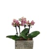 A ceramic container with two 3" mini Phalaenopsis orchids planted within.

Orchid colors