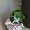 Pet friendly peperomia plant in a ceramic keep safe box! This plant