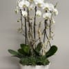 Beautiful arrangement of 3 white cascading Orchids in ivory ceramic container with