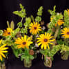 Group these miniature floral arrangements along your dining tables for sweet take-home