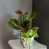 Maranta potted in a cute panda ceramic. Pet friendly.