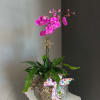 A beautiful vibrant purple mini Orchid paired with fern to make a