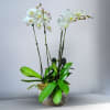 2 double Phalaenopsis Orchid Plant in a modern, plaster pot with moss.